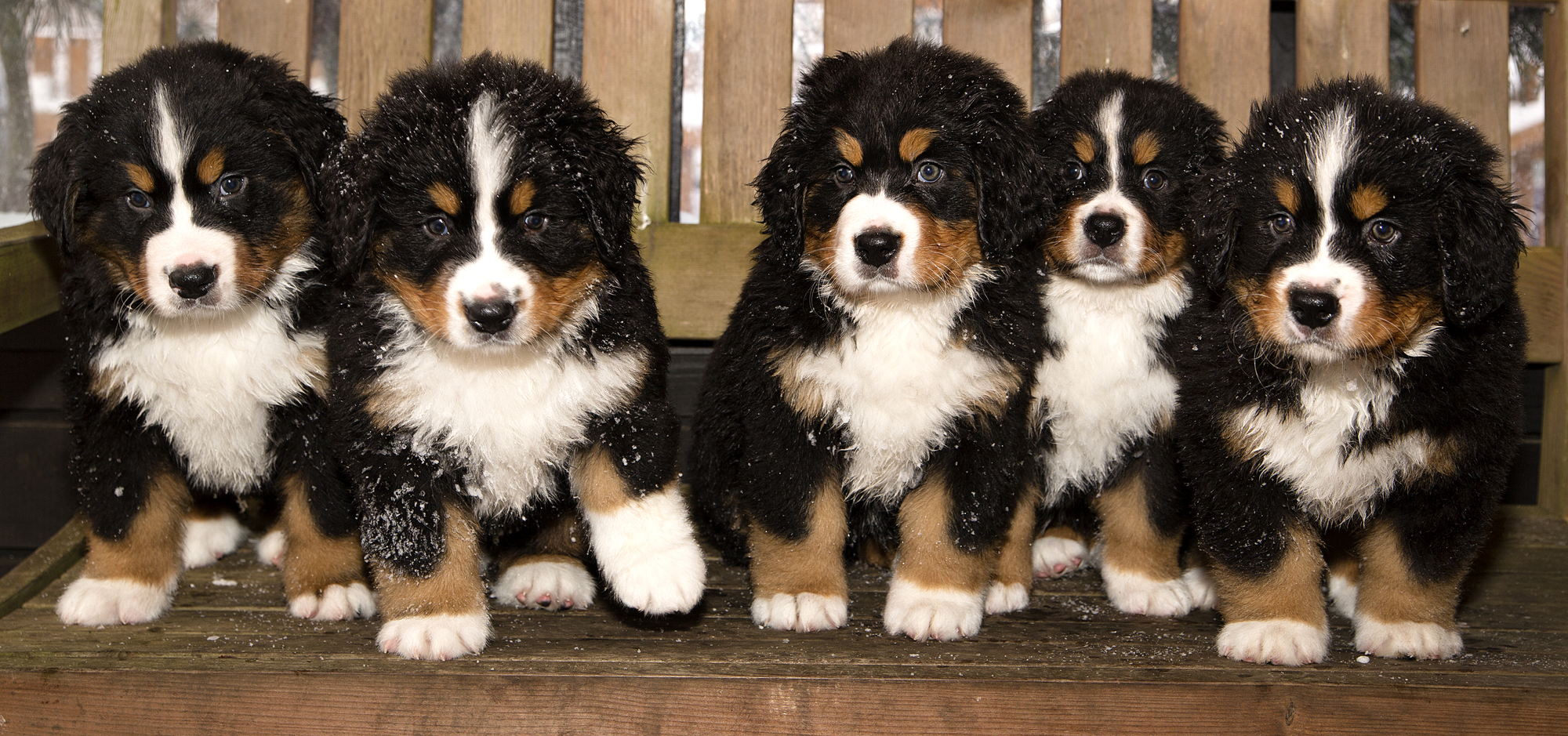 Bernese mountain dog puppies