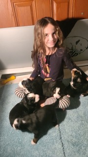 Burmese Mountain Dog puppies and child